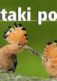 Ptaki Polski - Marcin Karetta