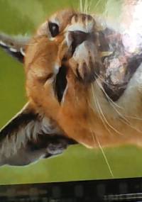 Karakal - smak wolności - redakcja DVD