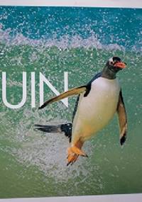 Penguin Life: Surviving With Style In The South Atlantic - Andy Rouse