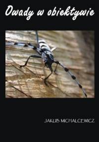 Owady w obiektywie - Jakub Michalcewicz