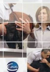 Minimalizowanie stresu u psa w gabinecie weterynaryjnym - Aleksandra Słyk-Przeździecka