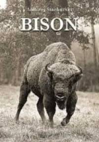 Bison - Andrzej Stachurski