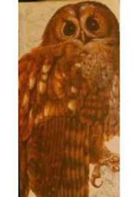 Book of British Birds