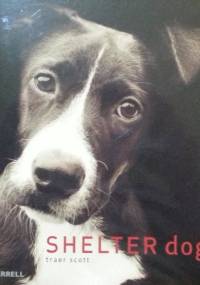 Shelter Dogs - Traer Scott
