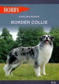 Border Collie - Ewelina Budek