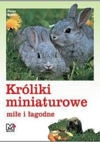 Króliki miniaturowe łagodne i miłe - Peter Beck